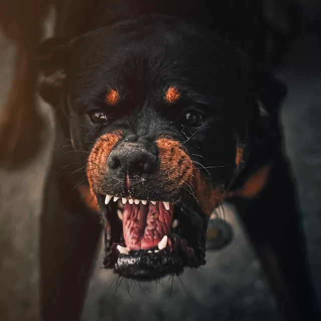 Dog Aggression & Reactivity