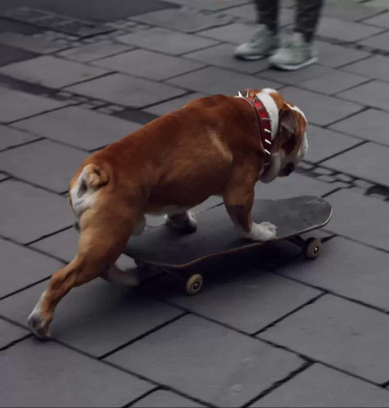 Dog Skateboarding