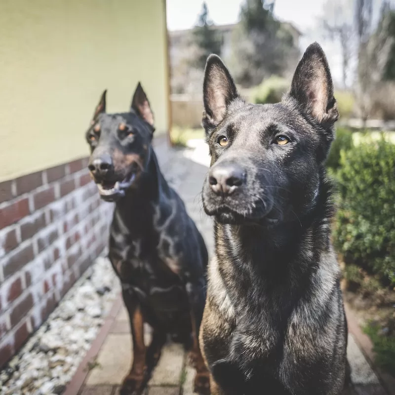 House Protection Dogs