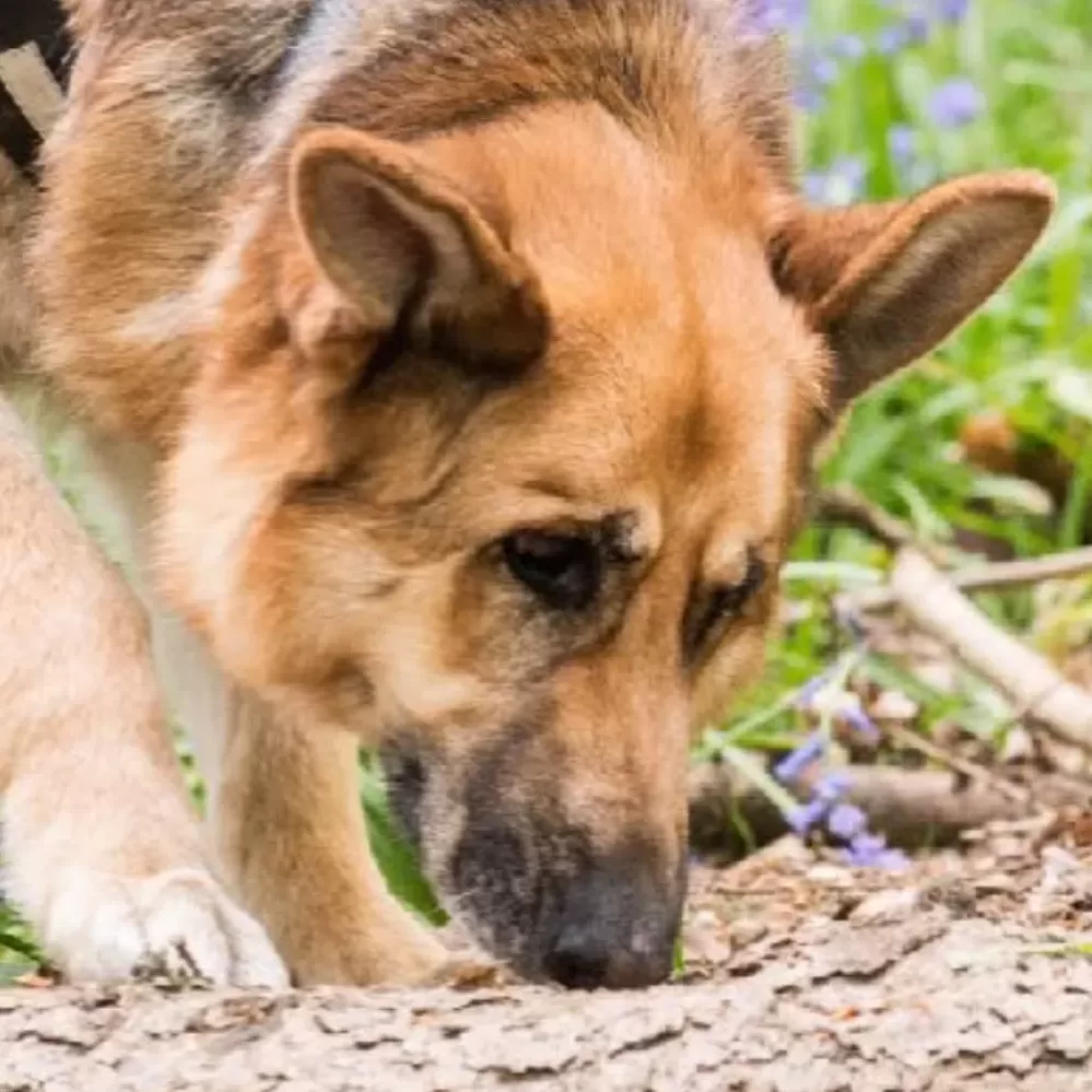 UK Sniffer Dog Training