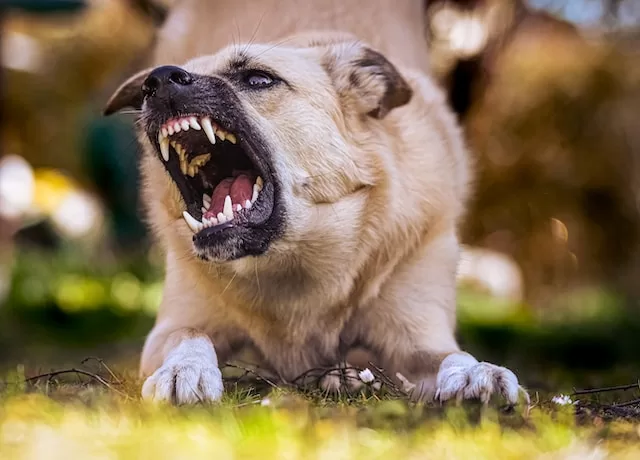 calming an angry dog