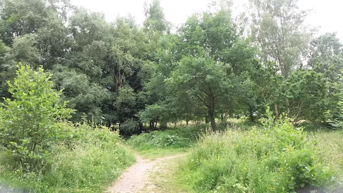 Henllys Local Nature Reserve
