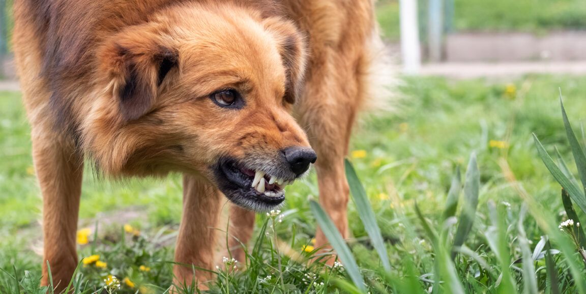 understanding and correcting dog biting