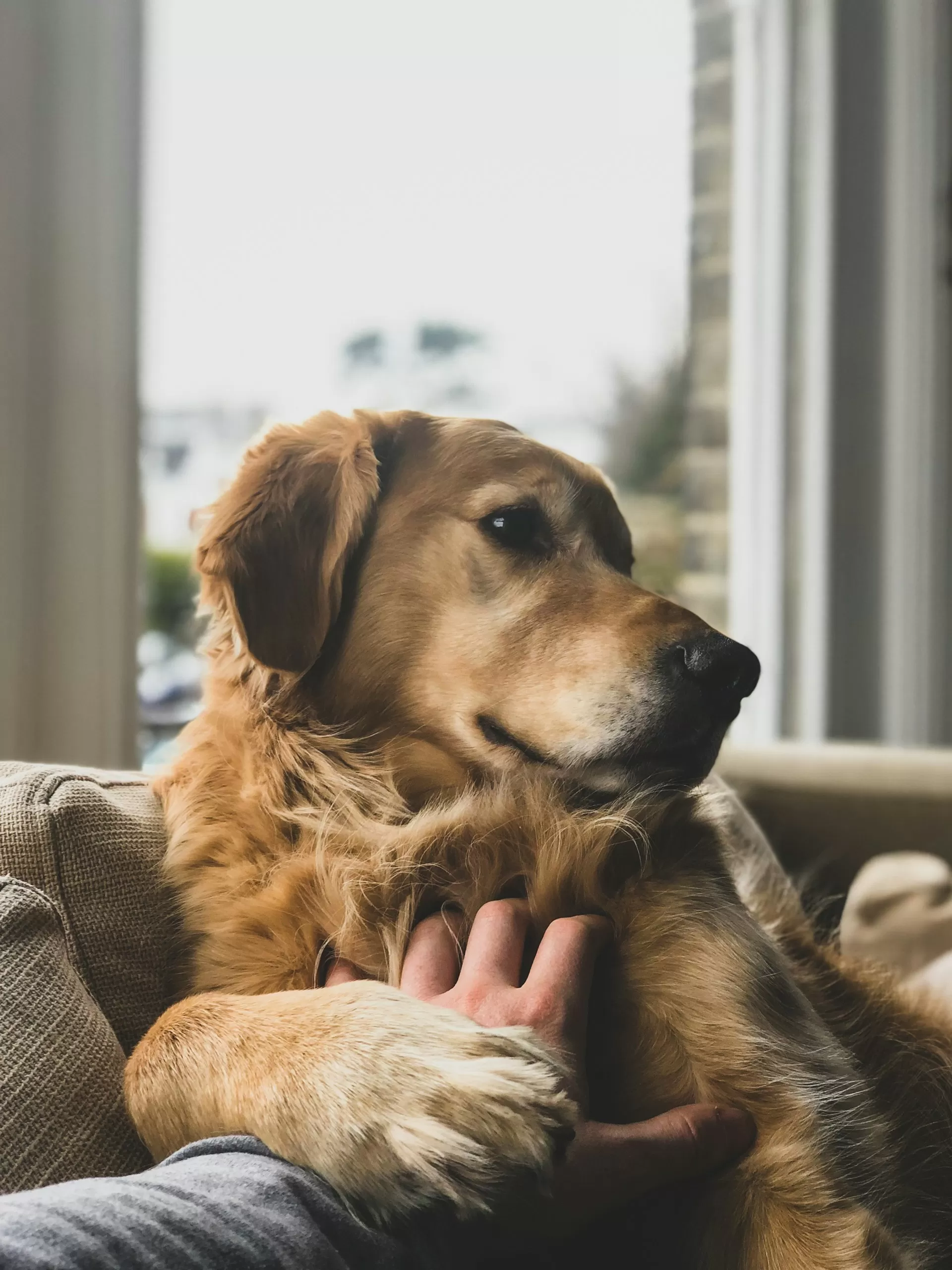 Service Dogs for Anxiety