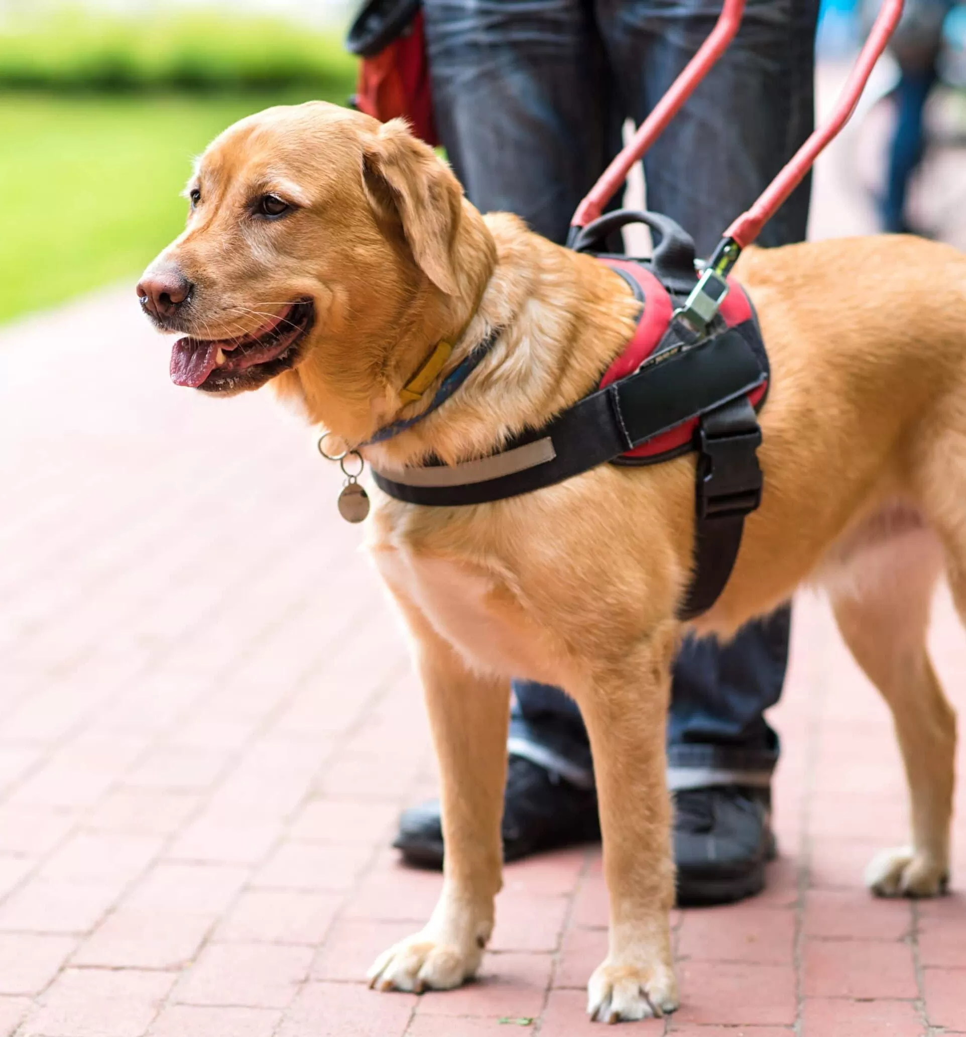what is an assistance dog