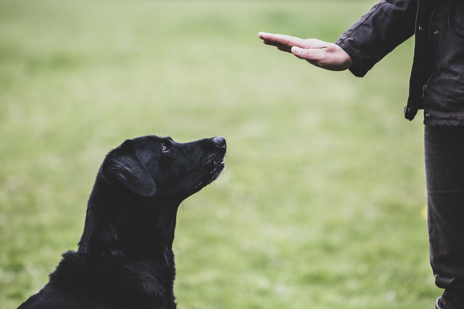 training dog with hand signals