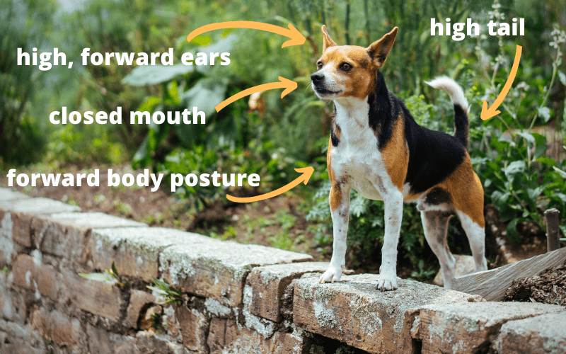 body-language-dogs