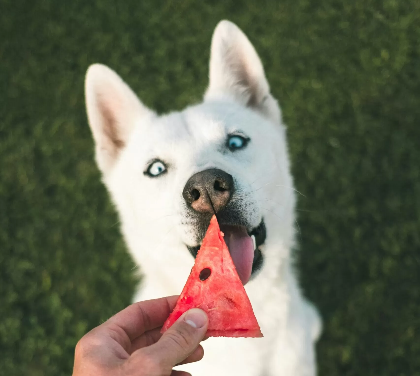 best nutrients for dog