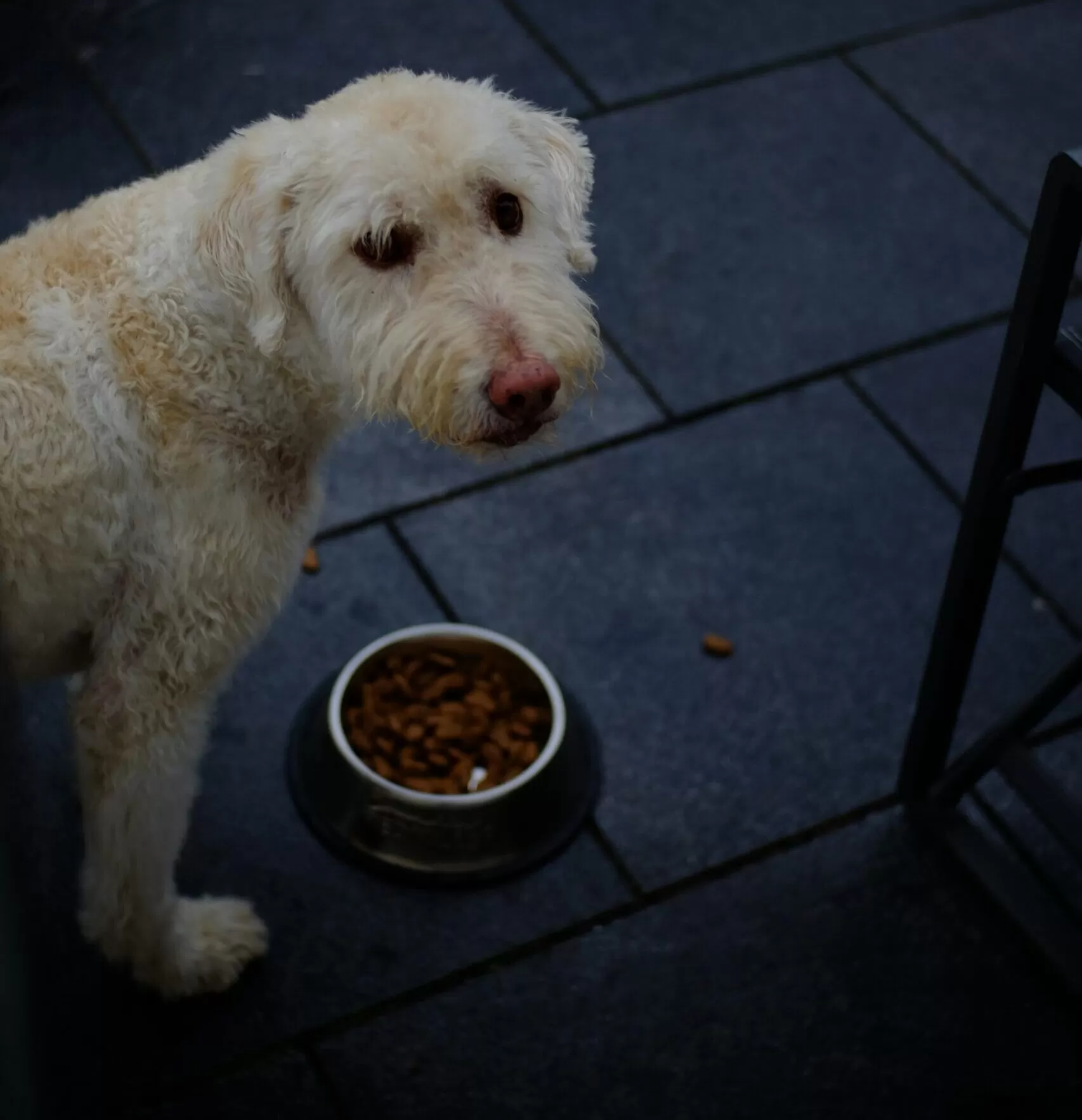 Transitioning Dog to New Diet