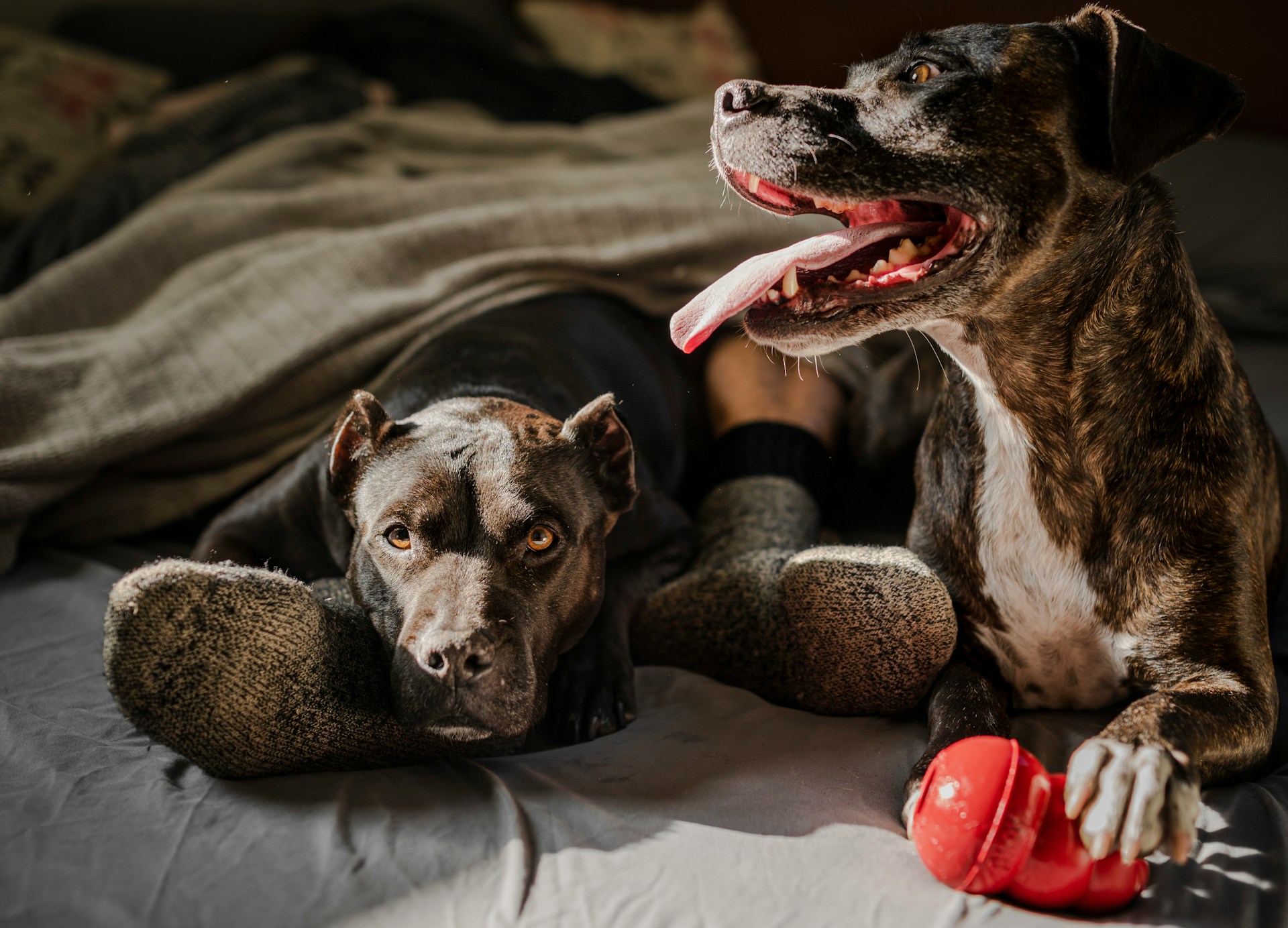 Dog Puzzle Toys