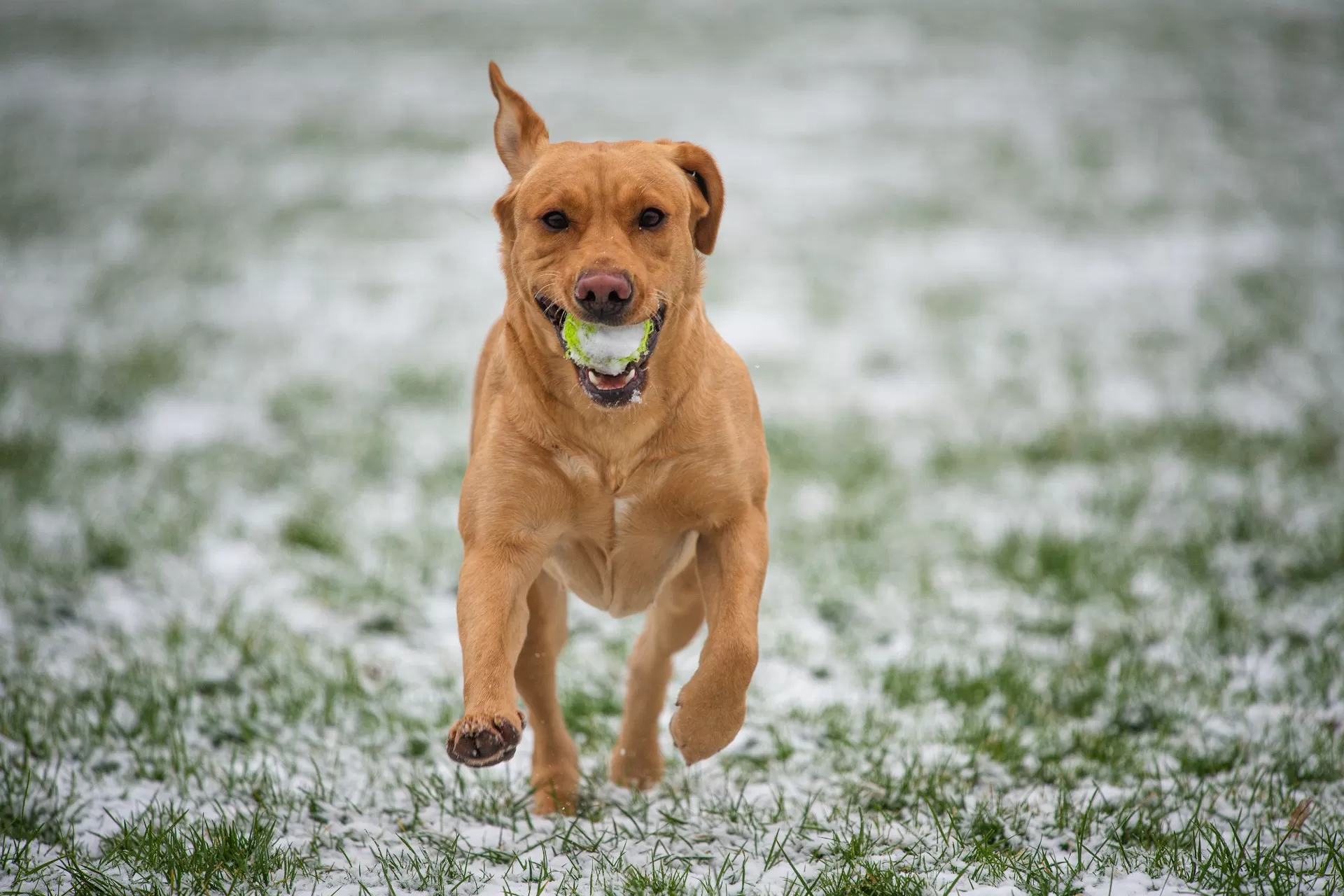 Dog Recall Training