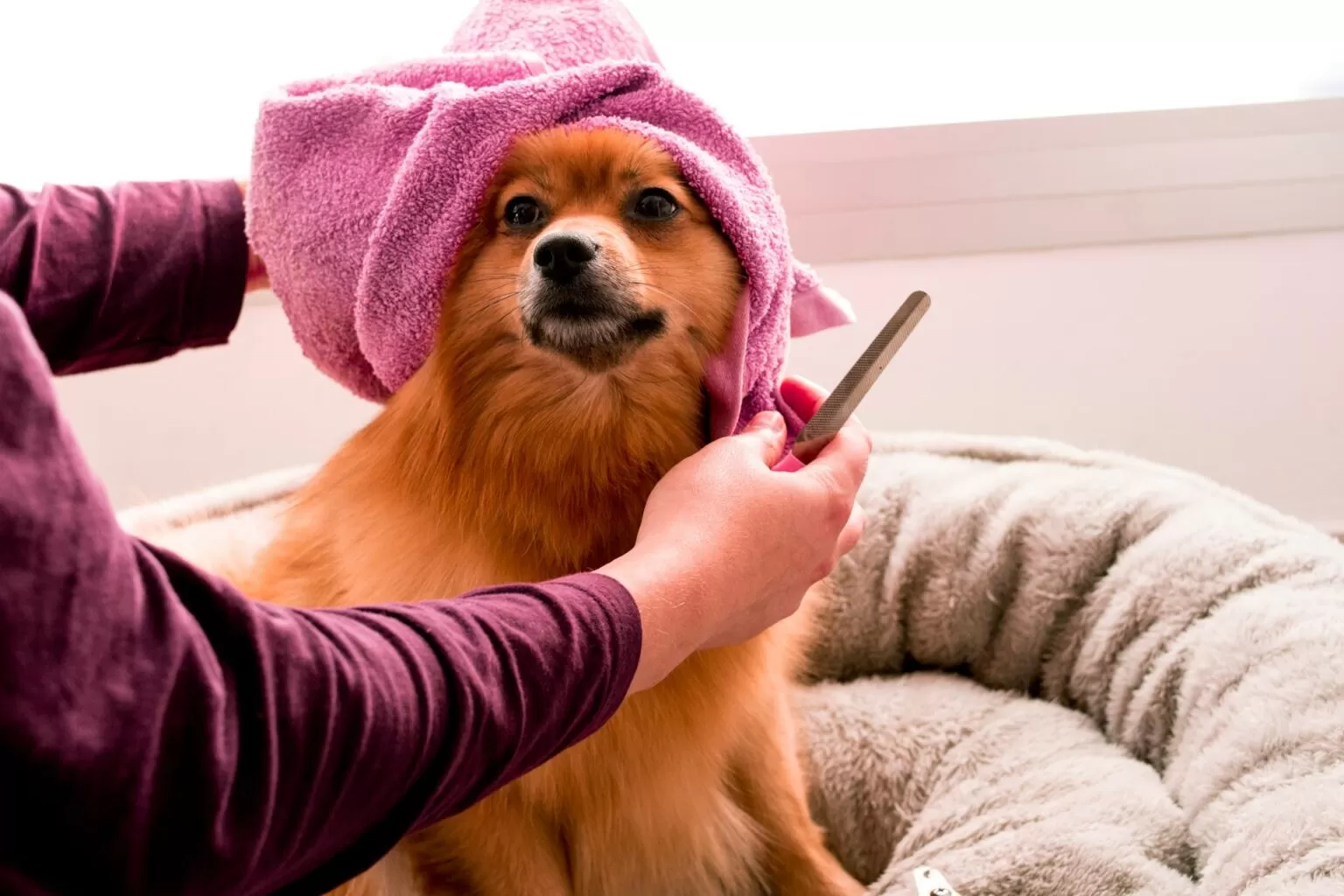 Grooming Your Dog Reducing Anxiety and Building Trust