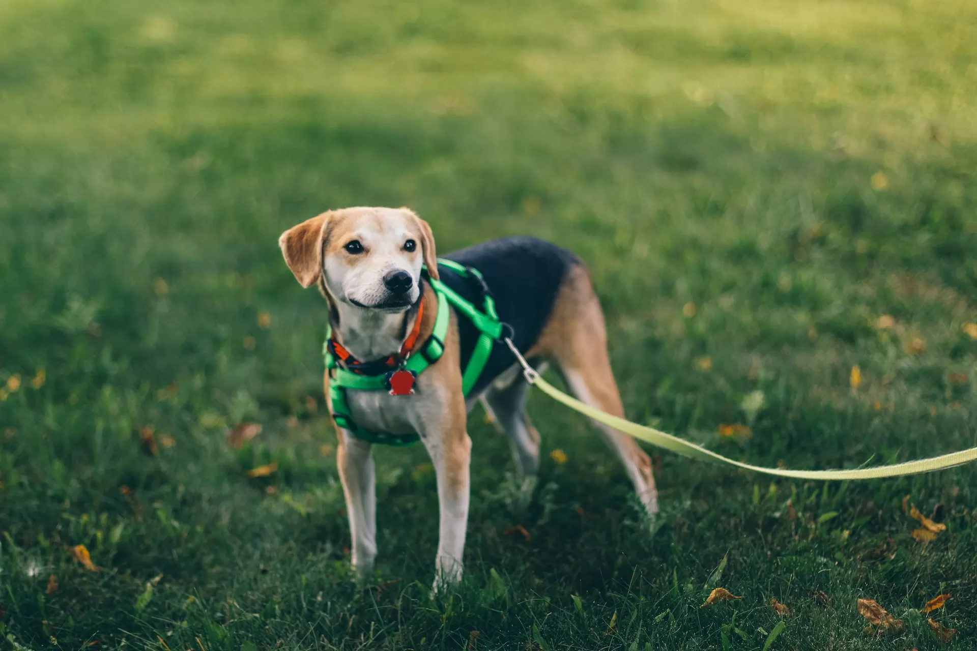 Loose Lead Walking