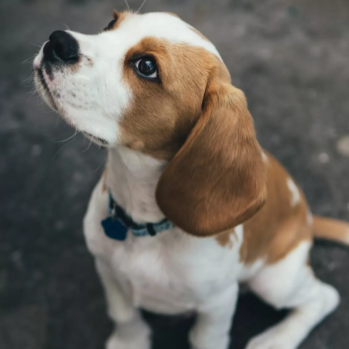 Beagle