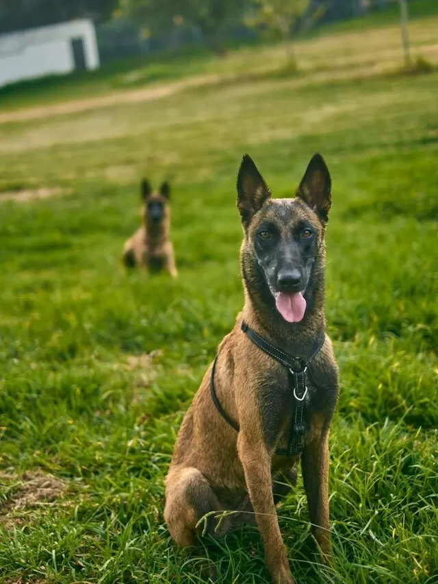 Belgian Malinois