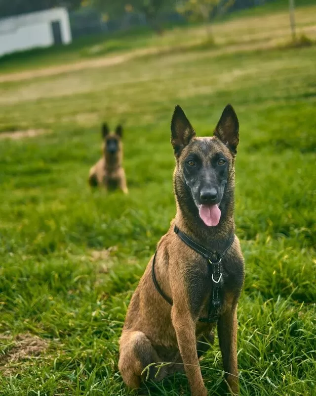 Belgian Malinois