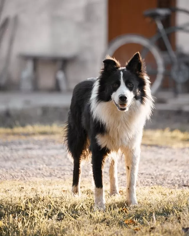 Border Collie