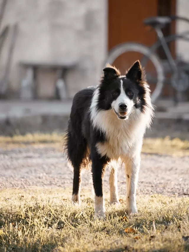 Border Collie