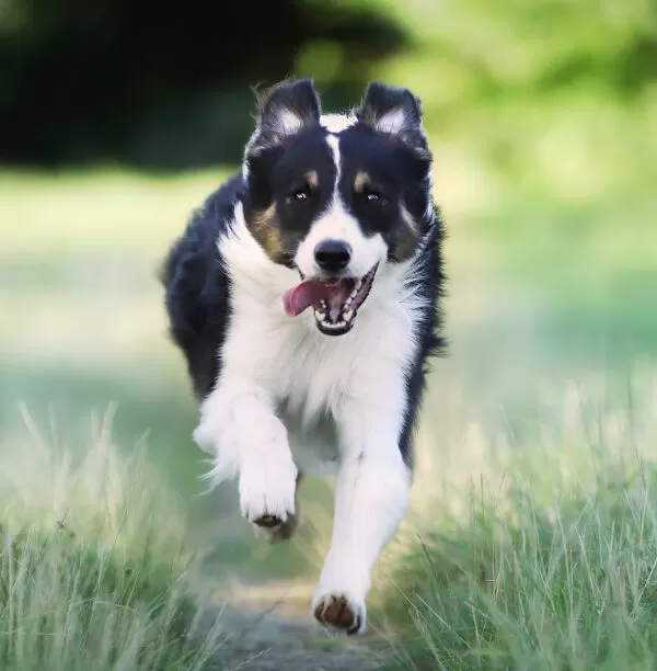 Border Collie