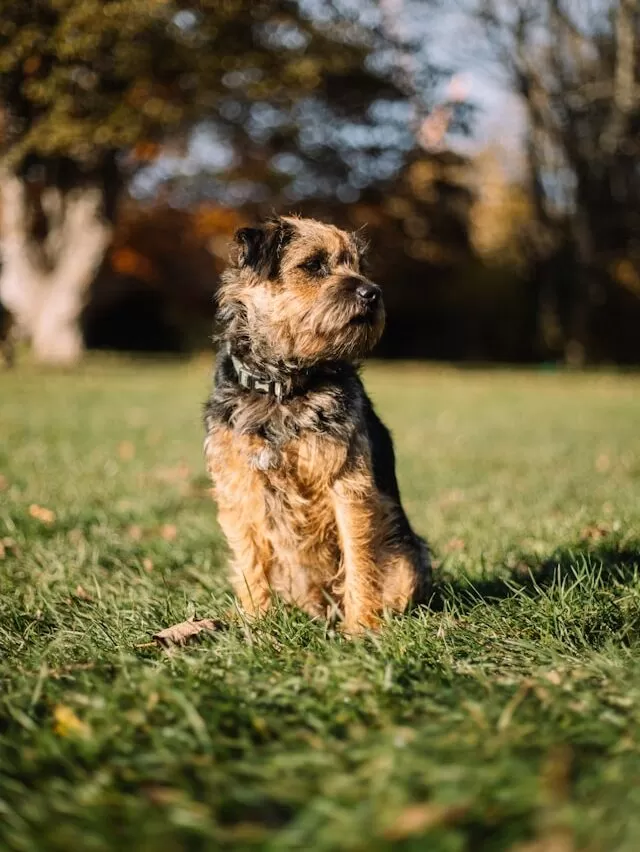 Border Terrier