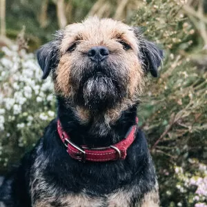 Border Terrier