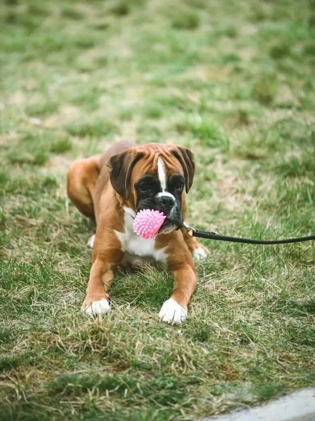 Boxer Dog