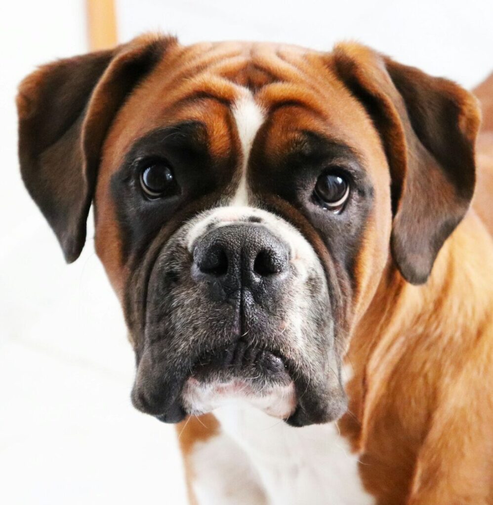 Boxer Dog Training Next Level Dog Training