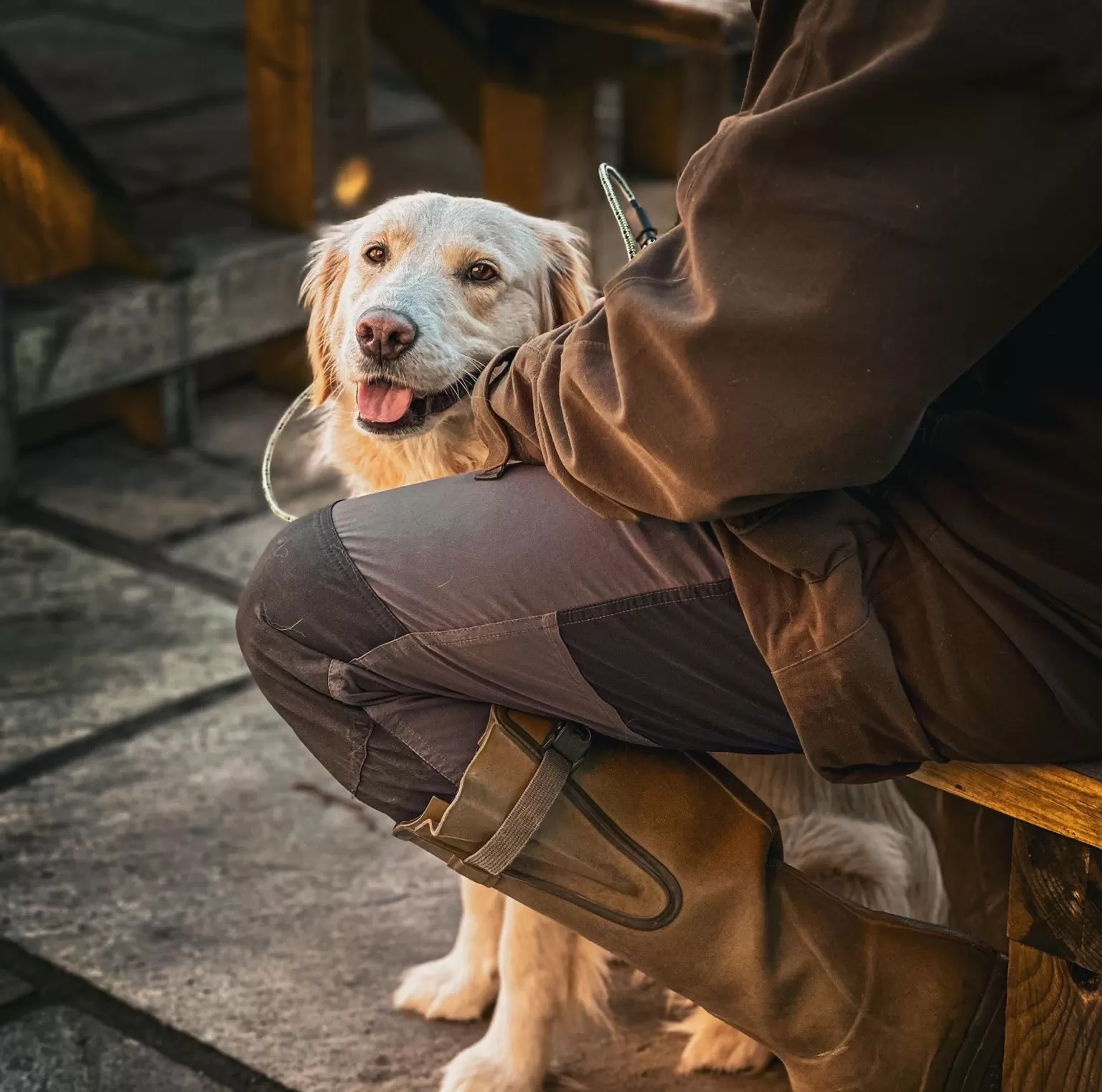 Callie - Assistance Dog