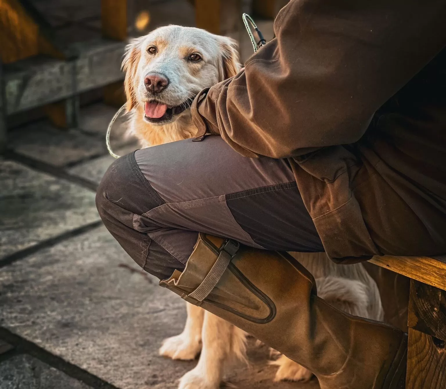 Assistance Dog Callie