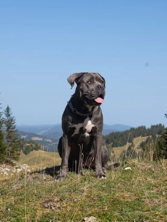 Cane Corso