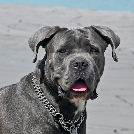 Cane Corso