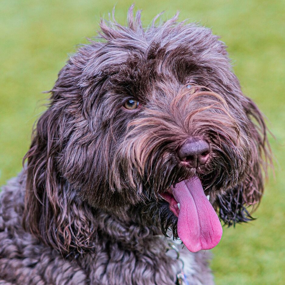 Chocolate Labradoodle