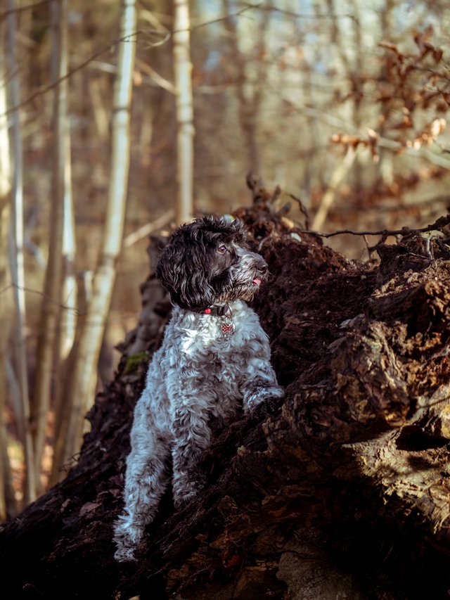 Cockapoo