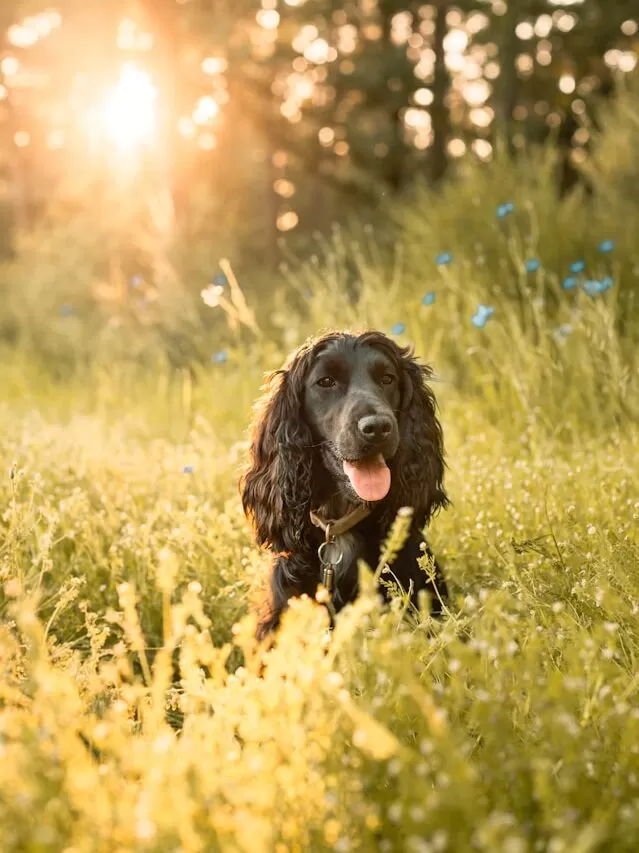 Cocker Spaniel