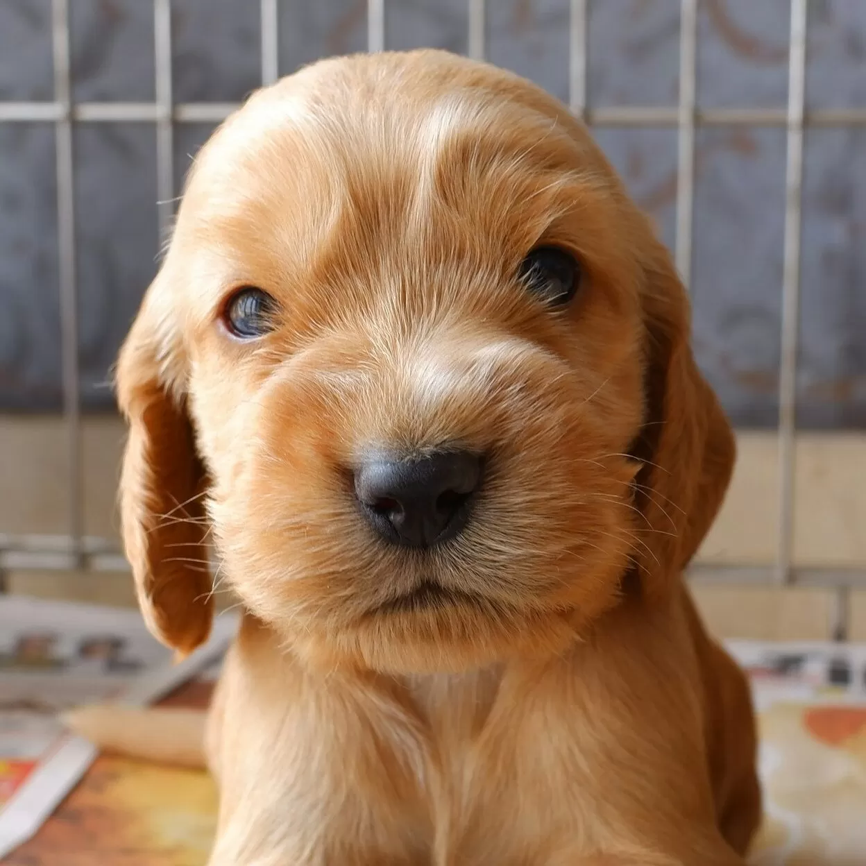 Cocker Spaniel