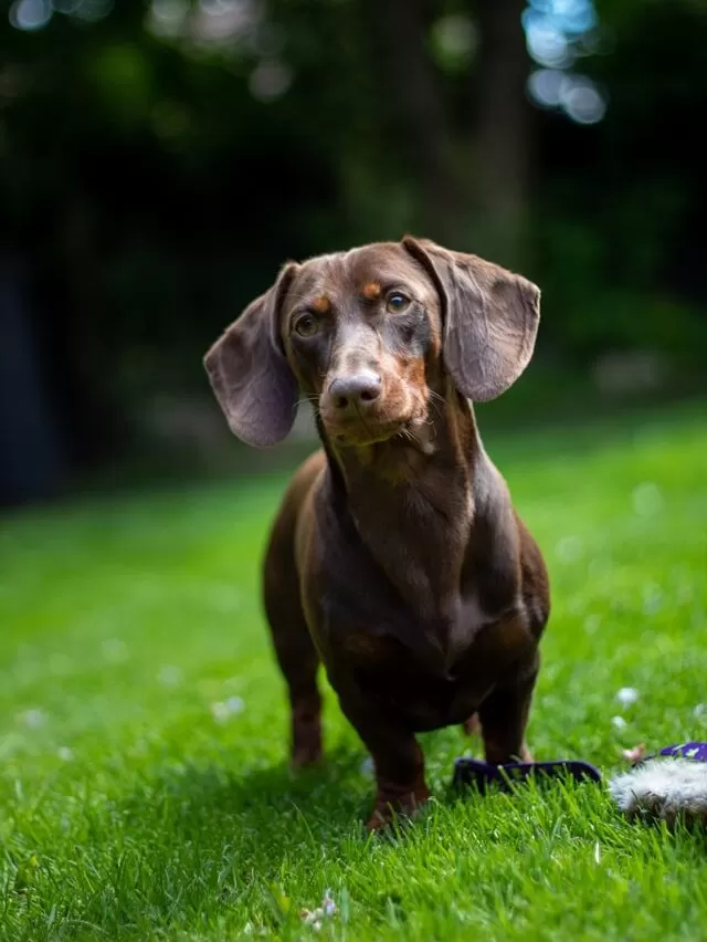 Dachshund