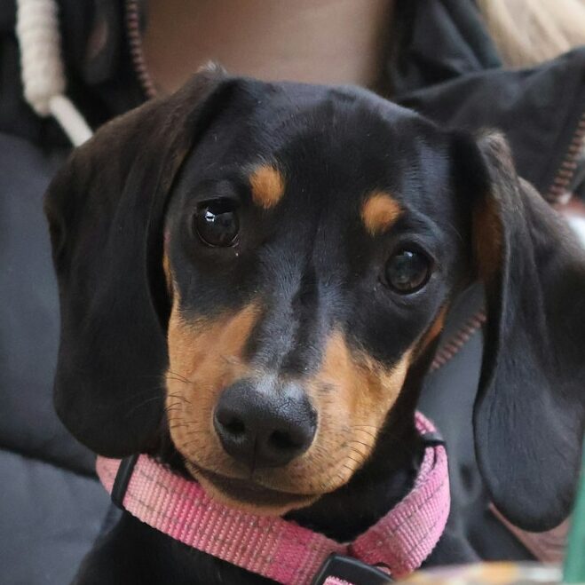 Dachshund