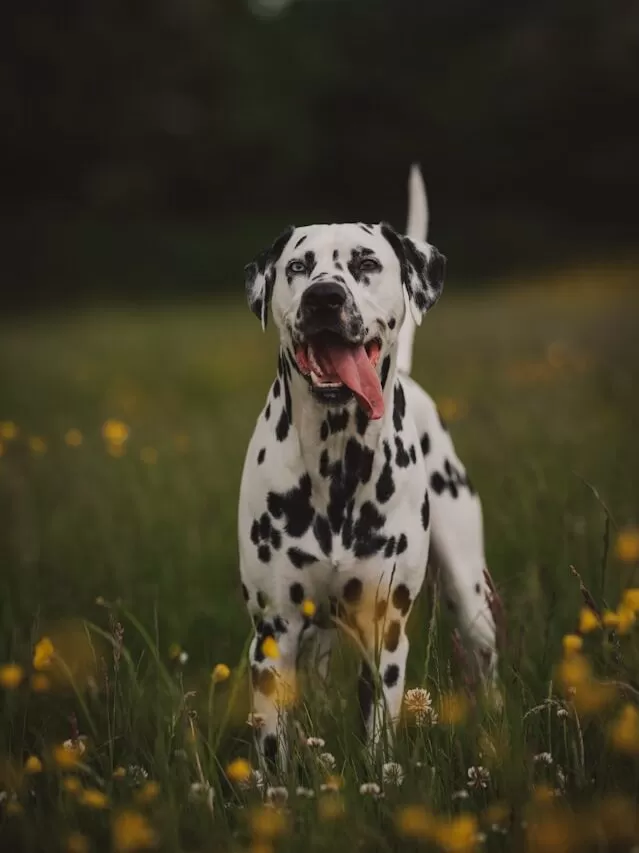 Dalmatian