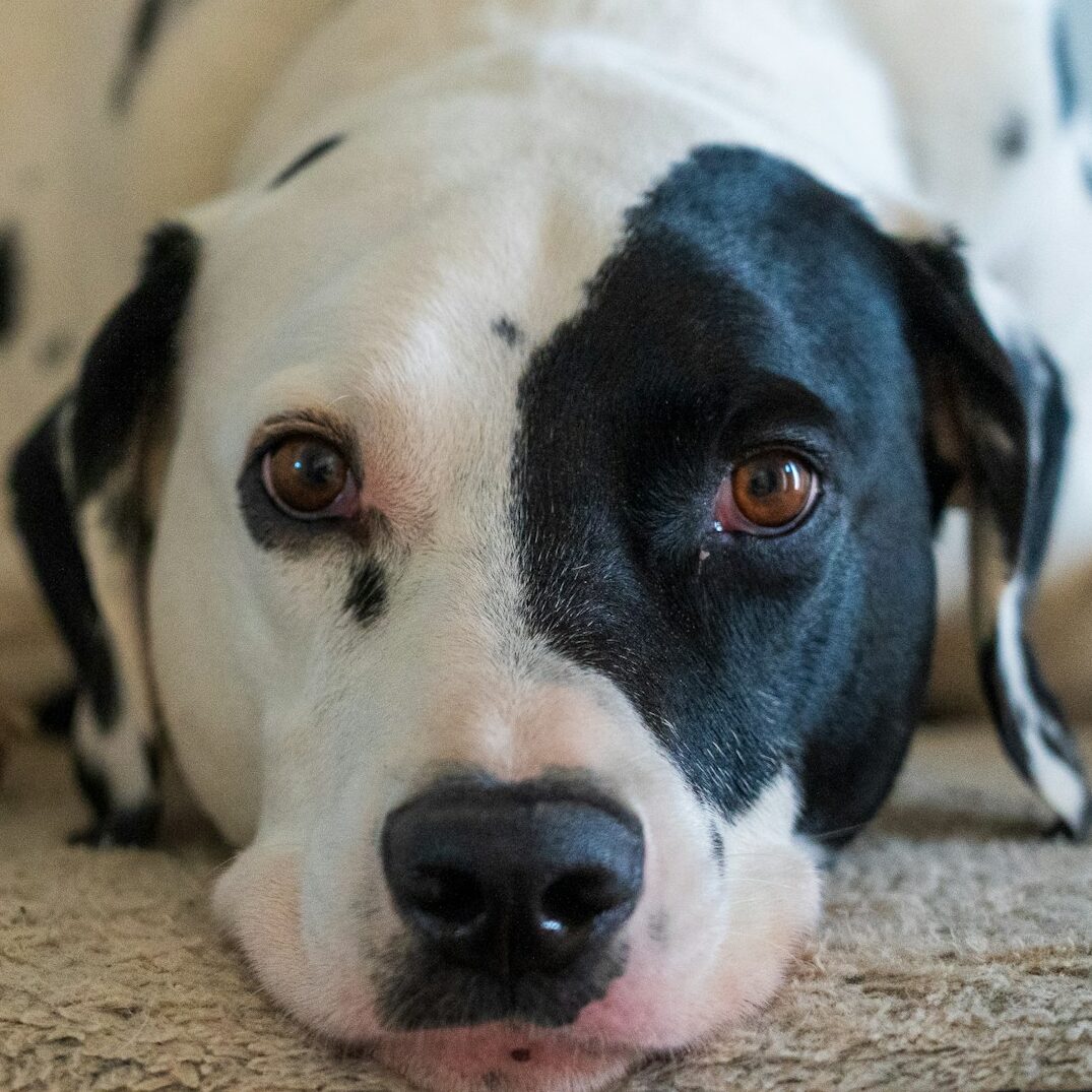 Dalmatian