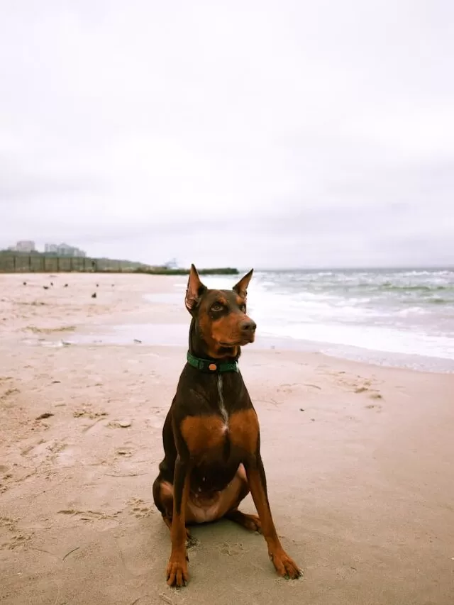 Doberman Breed