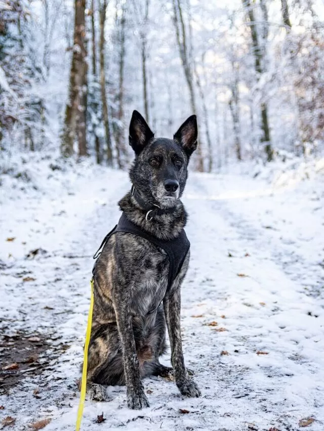 Dutch Shepherd