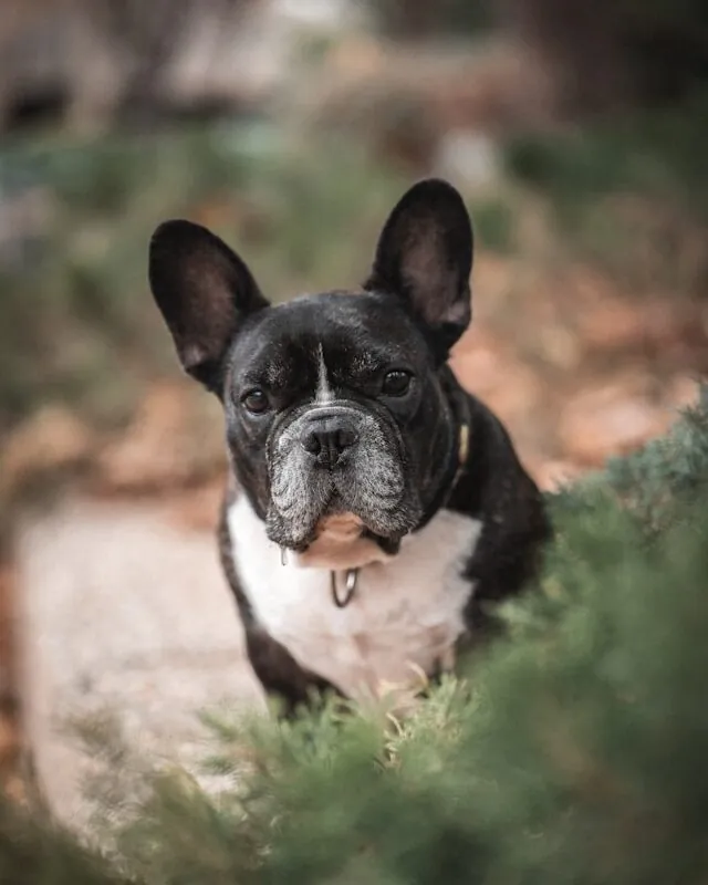 French Bulldog