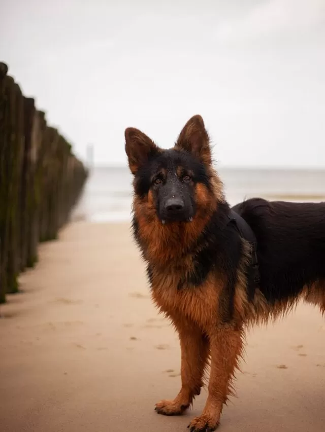 German Shepherd