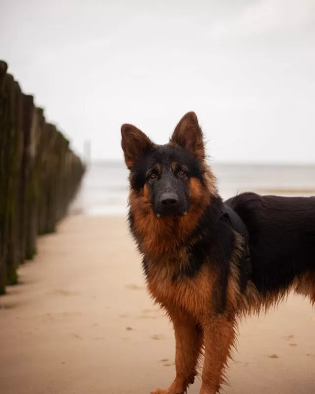 German Shepherd