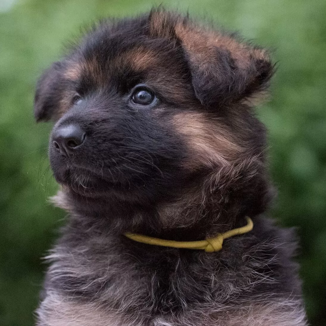 German Shepherd Puppy