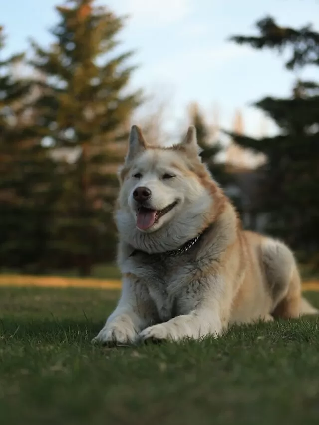 Husky