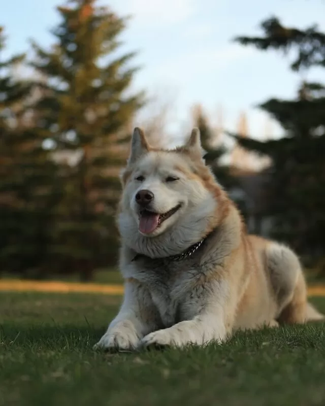 Husky