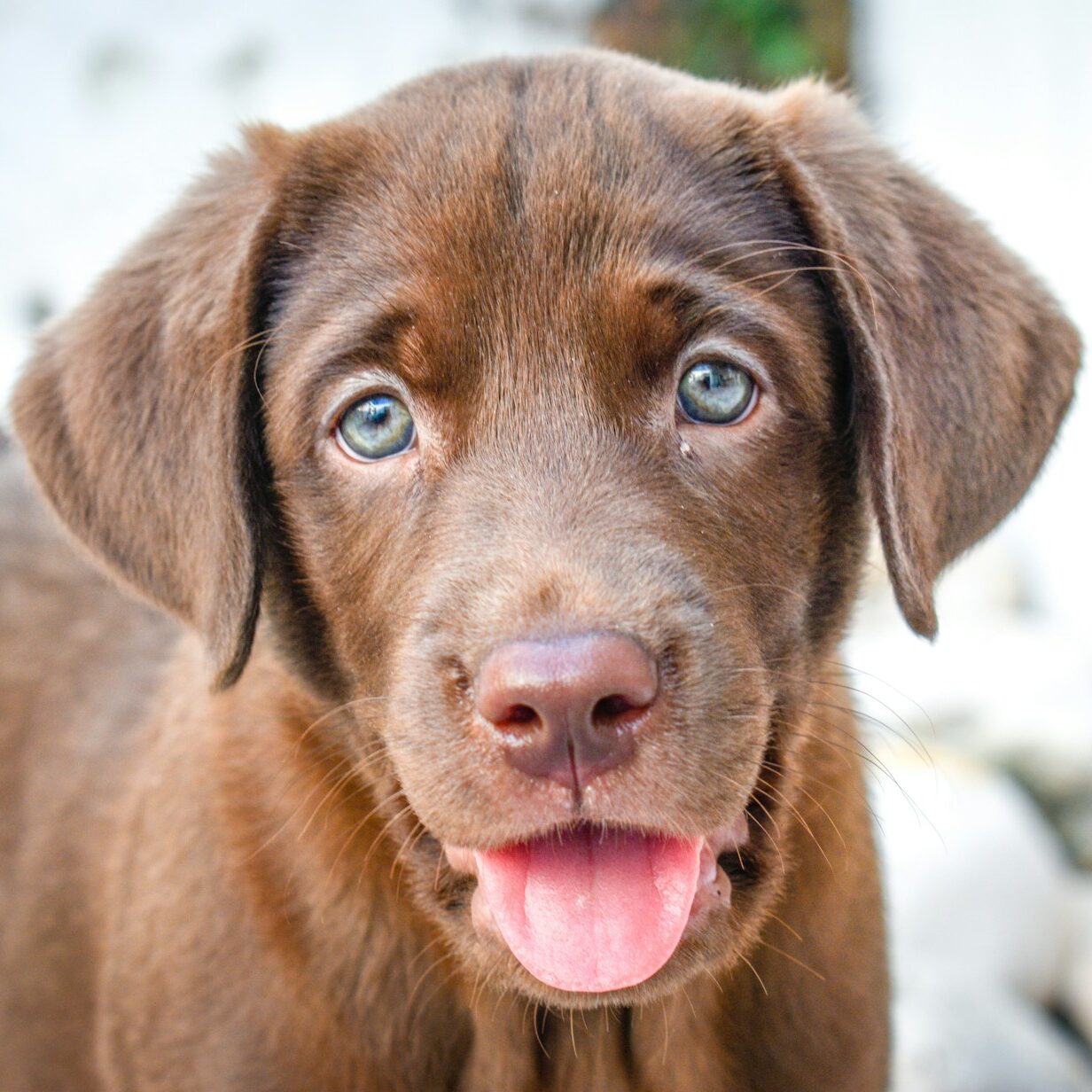 Labrador Retriever