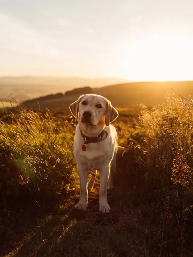 Labrador Retriever