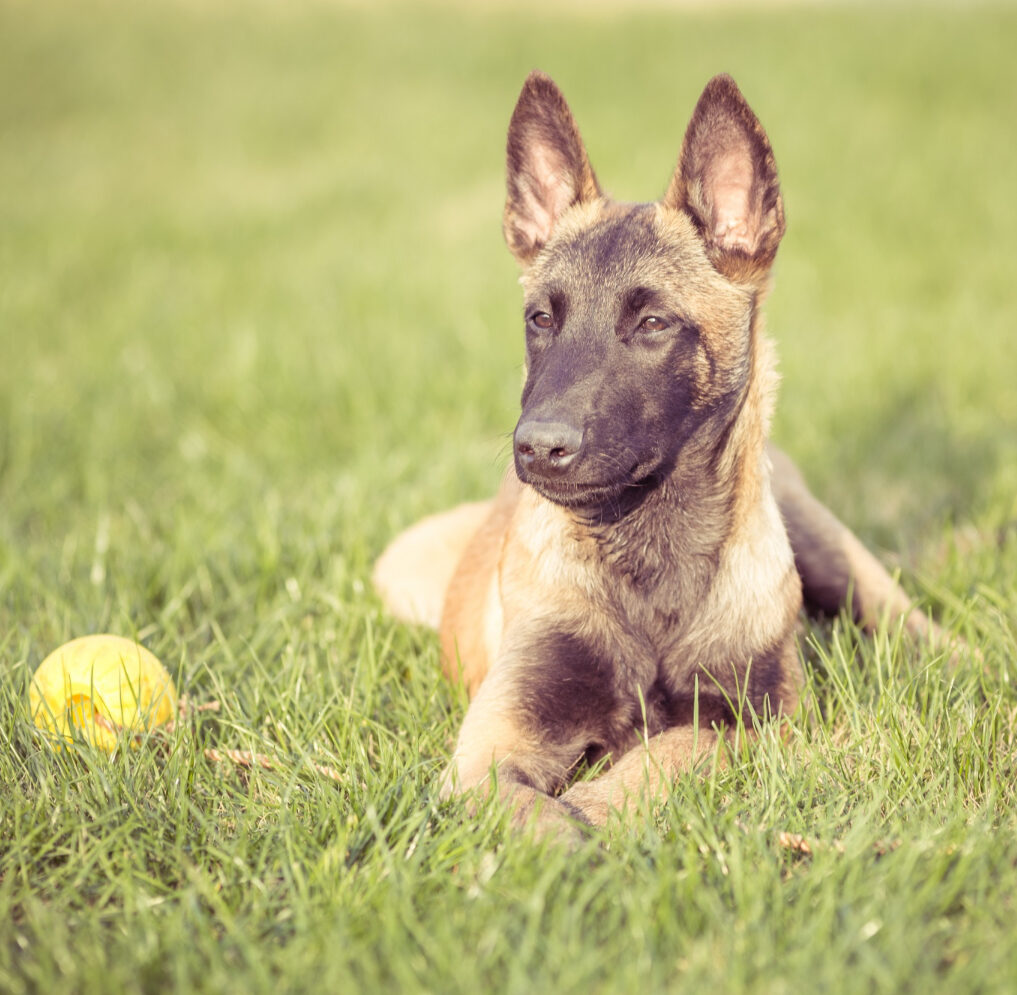 Belgian Malinois